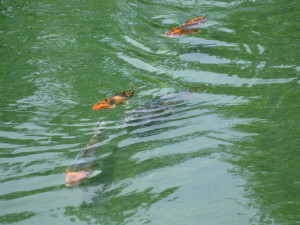 Koi in the pond at sake house