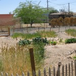 Backyard Garden