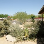 Front yard landscape