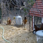 Chicken Yard