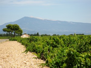 Another view of the vineyards