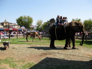Elephant ride anyone?