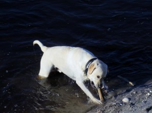 Charlie fetching stick from water