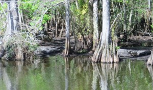Alligators among the stumps