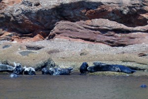 Many seals