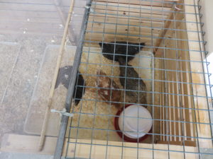 There were new chicks at the Foster residence
